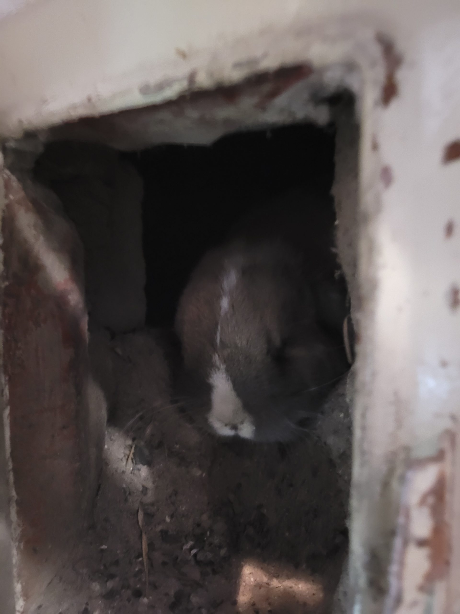 Kaninchen im Ascheschacht gefunden
